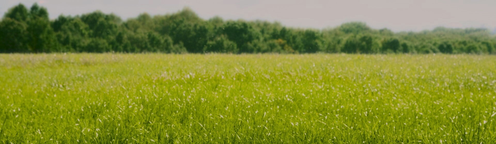 grassy fields
